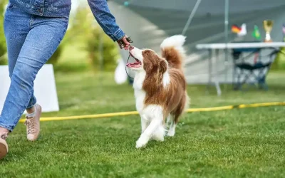 Çocuklarla Köpek Eğitiminde Dikkat Edilmesi Gerekenler