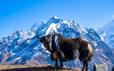 Bhaktapur Şehrinin Tarihi Önemi Nedir?